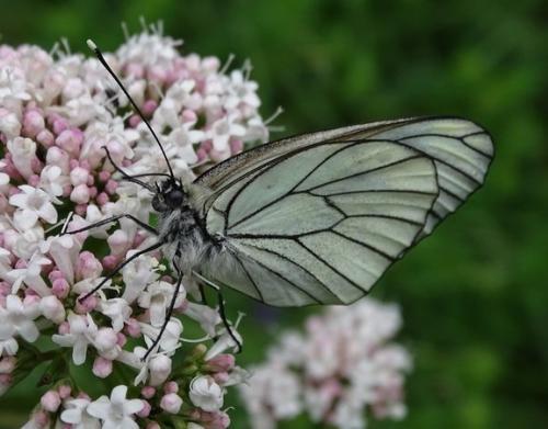 Aporia crataegi